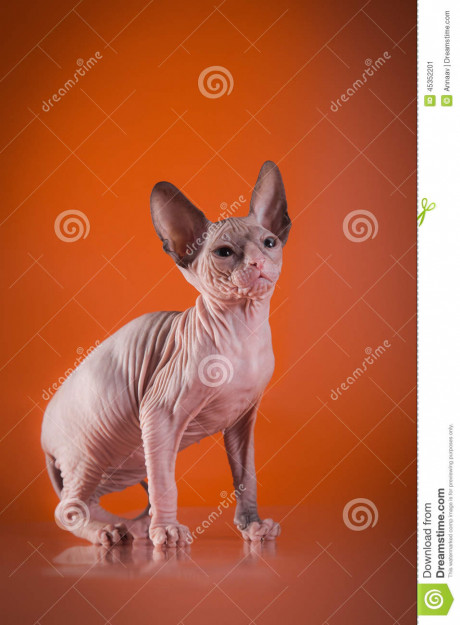 Kitty Cat Sphinx Naked Bald Stock Image Image Of Mammal