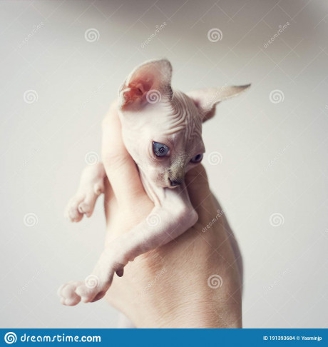 Small Sphynx Kitten In Hand Naked Hairless Domestic Cat Breed With Beautiful Blue Eyes Small Sweet Kitty Stock Photo Image Of Hand