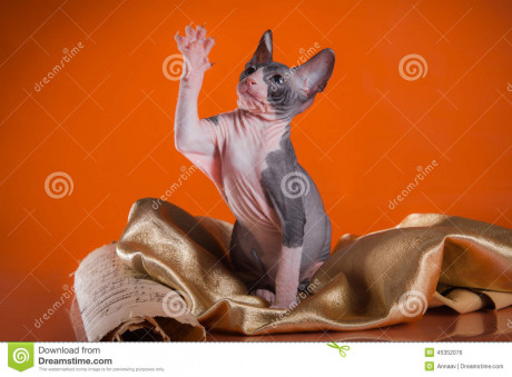 Kitty Cat Sphinx Naked Bald Stock Photo Image Of Feline